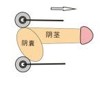 Adult Sexy Things Scrotum Penis Exercise Time Delay Stretching Device Masturbation Massage Roller - 5